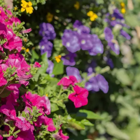 Claudia 芬斯特诺